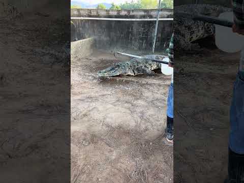 Crocodile in angry mood🙂 #trending #satisfafying #viralvideo #crocodile #animals