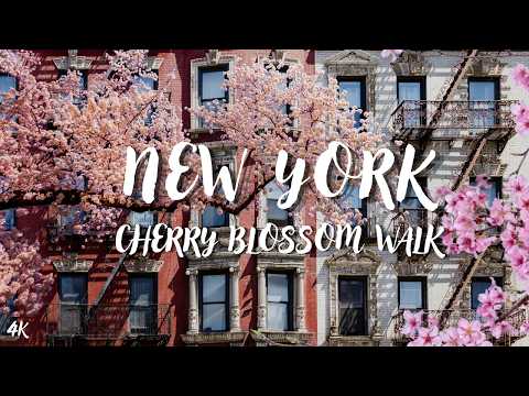 The Most Stunning Cherry Blossoms in NYC 🌸Relaxing Walk by Gorgeous City Spots