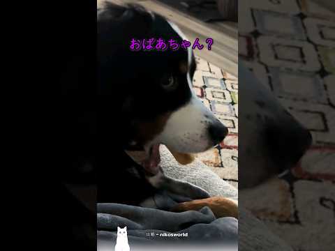 犬が好きな言葉で電話のフリをしたら…