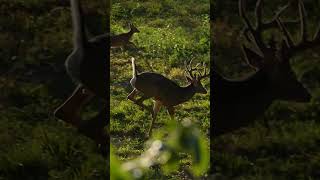 Less than a month out from chasing BIG BUCKS! #Whitetails #DeerHunting #Whitetails #Bowhunting #fyp