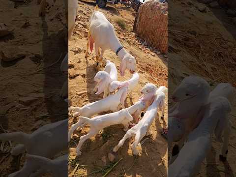 #Bakra #Mandi #Mein #Ek #Aisi #Bakri I #hai 1 Bakri 6 bache