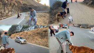 Morning walk me baccho ke sth soar ghati me 🫠⛰️#dogvlogs #dogvideos #mountains #traineddogs #pets