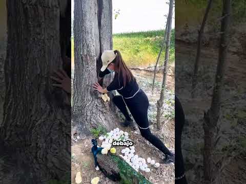 Huevo de pavo real sacado del árbol #shorts