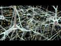 Understanding the Human Brain: A Journey Through Simulation