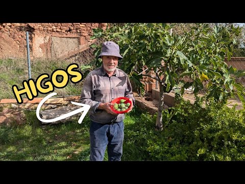 ESTA HIGUERA DA HIGOS VERDES, DULCES COMO LA MIEL en Guadalajara