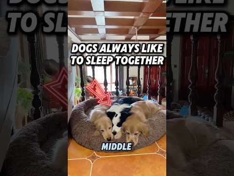 Even if the bed is small, they will sleep together#love #dog #cute #shorts #pets