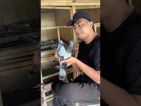 Ternyata ribet punya banyak merpati