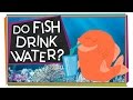 Understanding Fish and Water