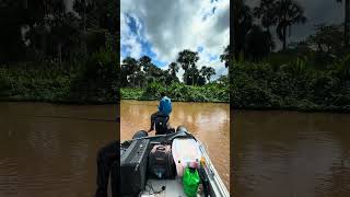 Buritizal Rio Aquidauana.