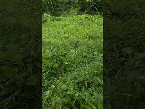 Boni jangan jauh-jauh #betinurgustiani #siboni #animals #americanfunnyvideos