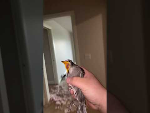 Getting evicted #funny #viral #free #birds #house