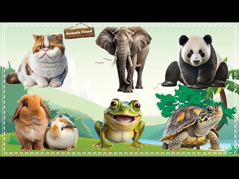 Bustling animal world sounds: Cat, Elephant, Panda, Rabbit, Frog, Turtle