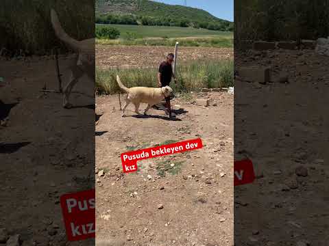 Pusuda bekleyen dev kız #dog #kangal #köpek