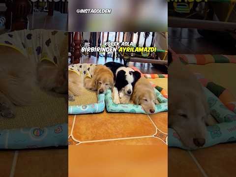 Sevimli Köpekler Uyku Vakti Geldiğinde❤️🦮