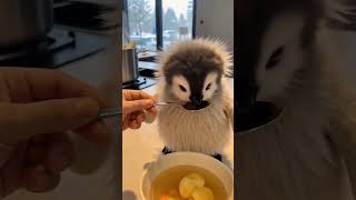 Can You Pick The Most Adorable Pet?