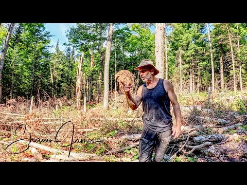 Feeding Moose, Deer and Bear in my Wilderness Food Forest | Trail Camera Timelapse