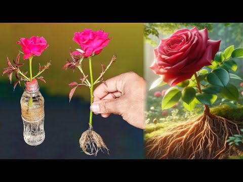 just water! roses grow roots like crazy overnight