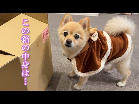 【サプライズ】愛犬に素敵なプレゼントが届きました！