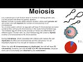 Meiosis Concepts and Processes