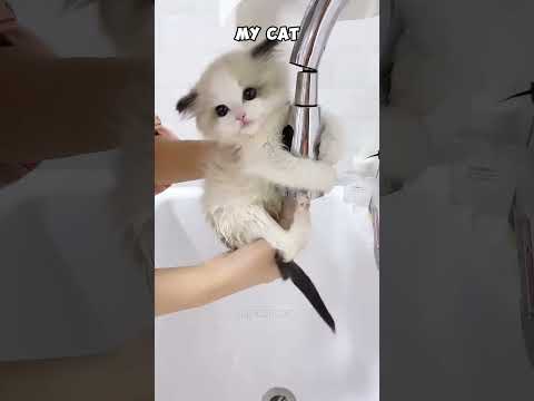 My Cat Forgets How to Be a Cat #cat #kitten #fun #funny #pets #animals #funnyvideo #usa