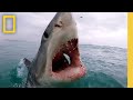 Shark Behavior and Research Insights