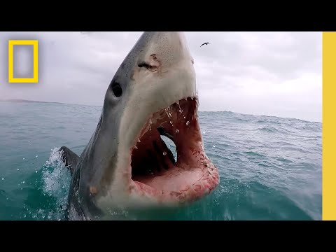 Sharkfest Cinematic | Official Trailer | National Geographic