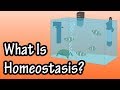 Understanding Homeostasis