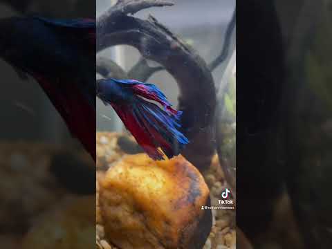 Betta fish adapts to his home makeover ￼