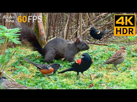 Cat TV for Cats to Watch 😺🐦 Playful Birds and Squirrels on the Grass 🐿 4K HDR 60FPS