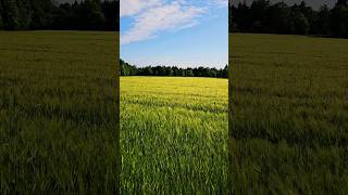 Sea of Barley 🌱🥾 | Swabian Alb, Germany #shorts