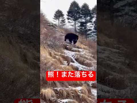 熊!また逃げられて落ちる