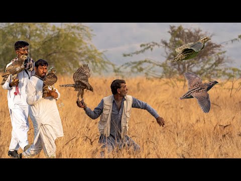 "Swift Shadows : The Goshawk's Speed and Precision in The Hunt" / Quail Hunting @ExplorePotohar