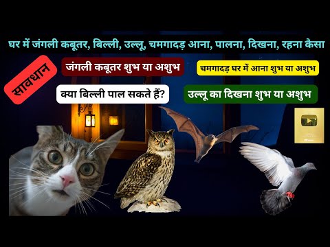 घर में जंगली कबूतर, बिल्ली, उल्लू, चमगादड़ आना, पालना, दिखना, रहना कैसा? Seeing White Owl Good Or Bad