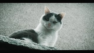 Sony A6000 -- XAVC-S Test (Sandisk 64gb Micro SDXC)