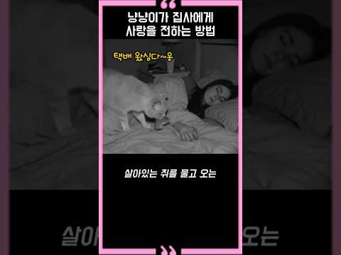 냥냥이가 집사에게 사랑을 전하는 방법