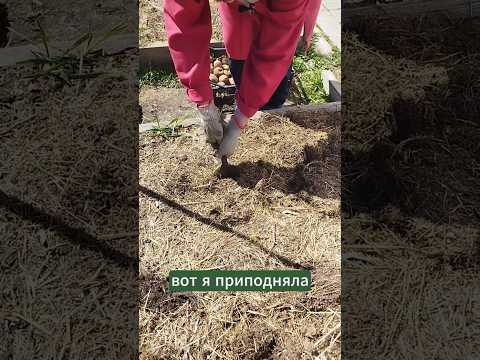 Смотрите как сажала картошку и какая выросла. #мульчирование #природноеземледелие #огород #картошка