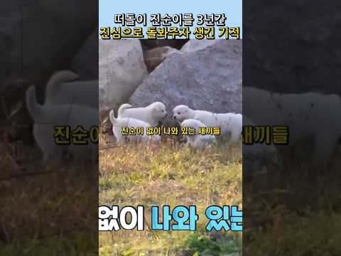 떠돌이 어미 강아지의 놀라운 반응, 새끼들의 건강을 위해 데려가는데..#양소영심리상담센터 #강남심리상담센터 #웩슬러지능검사 #풀배터리검사 #아동심리검사 #감동 #반려견 #adhd