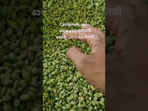 ഏലയ്ക്കbusiness 🤑idukki #cardamom #chenni #music #love #mumbai #tamil #india #kerala #Delhi #mallu