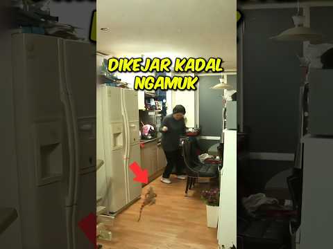 Ibu Ini Dikejar Iguana Peliharaannya #kisahmenarik