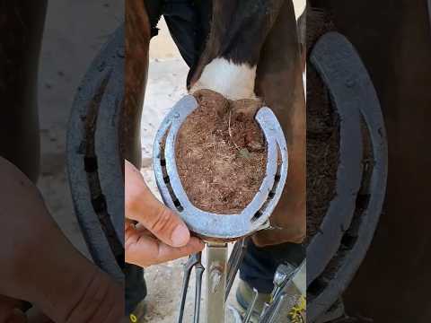 horse getting a pedicure #hoof #animal #hoofcare #satisfying #asmr #foryou #horse