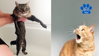 Animais engraçados - Cães e gatos engraçados - Binho e Mel #89