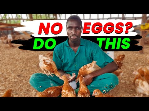 Why Your Chickens Are Not Laying Eggs - And How to FIX IT!