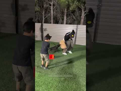 papa ke samne Puppy ki no training ( _@dr.moejuice.thedecoy )