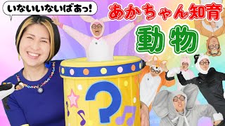 赤ちゃん知育 - うたのママパパ【動物いないいないばあ🦁】童謡 手遊び どうぶつバス こぶたぬきつねこ
