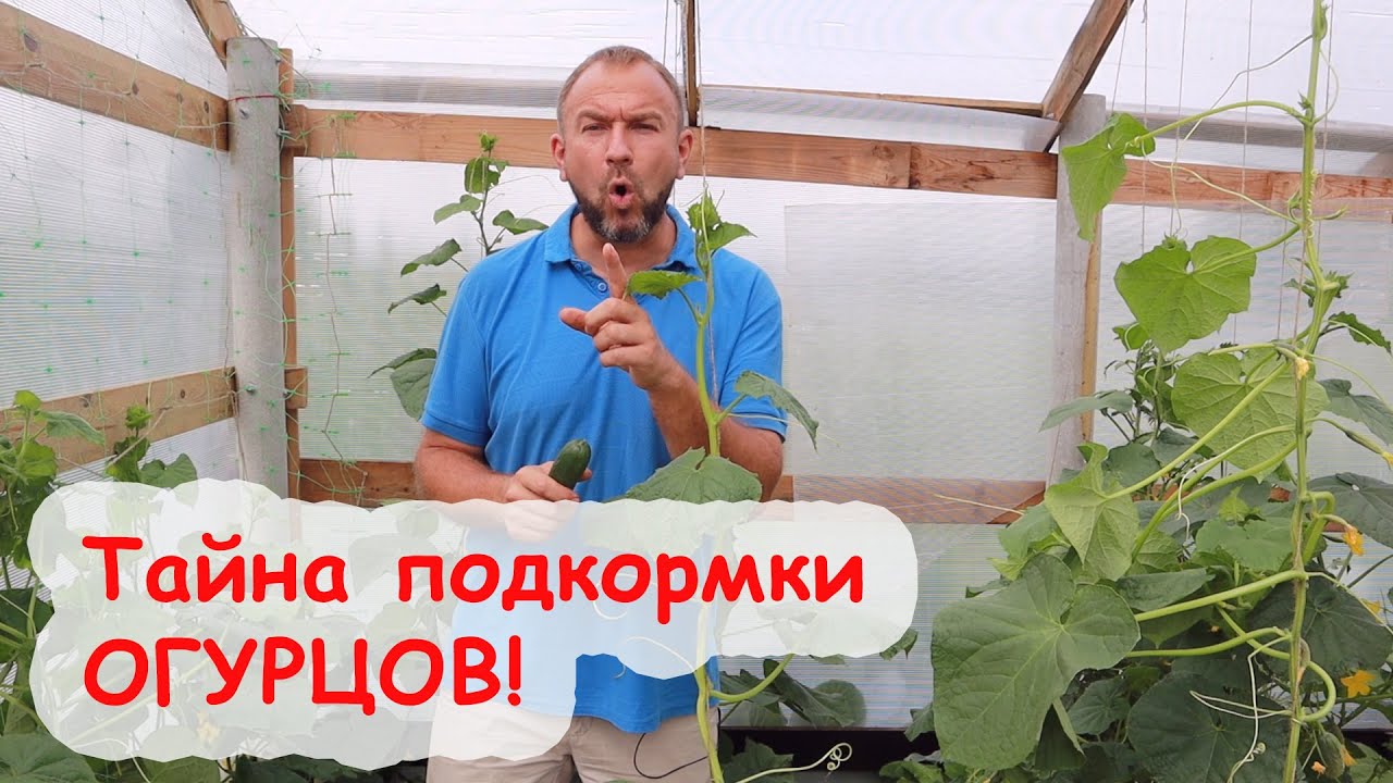 Чтобы огурец не останавливался, подкормите его так! Что нужно дать огурцу, чтобы он долго плодоносил