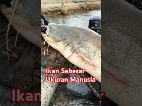 Ikan lele lebih besar dari pemancing #fishing #mancing #trending #amazing