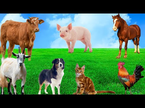 A Collection of Cute Animals - Dogs, Cats, Rabbits, Pigs, Goats, Chickens, Squirrels - Animal Moment