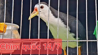Chim quốc 14/7