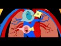 Circulatory System Concepts