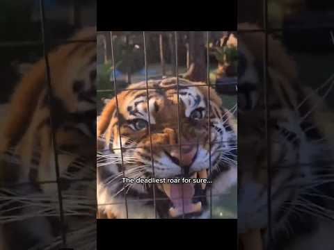 not all animals are cuddle material #creepy #scary #wild #cats #dominant #predator #apex